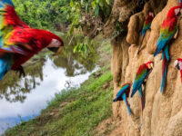 Tour to Manu 4 days/3nights
